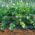 R03 Nanpangzhou late maturity white radish seeds, op seeds for planting